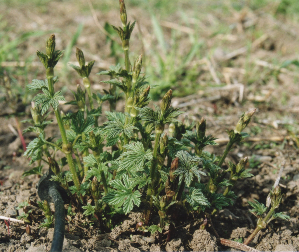 Hop Rhizomes and Plugs sales start in February!