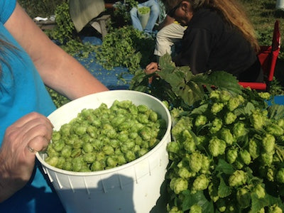 It's Hops harvest time!