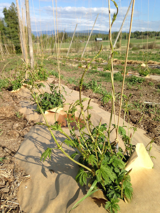 hops rhizome season!