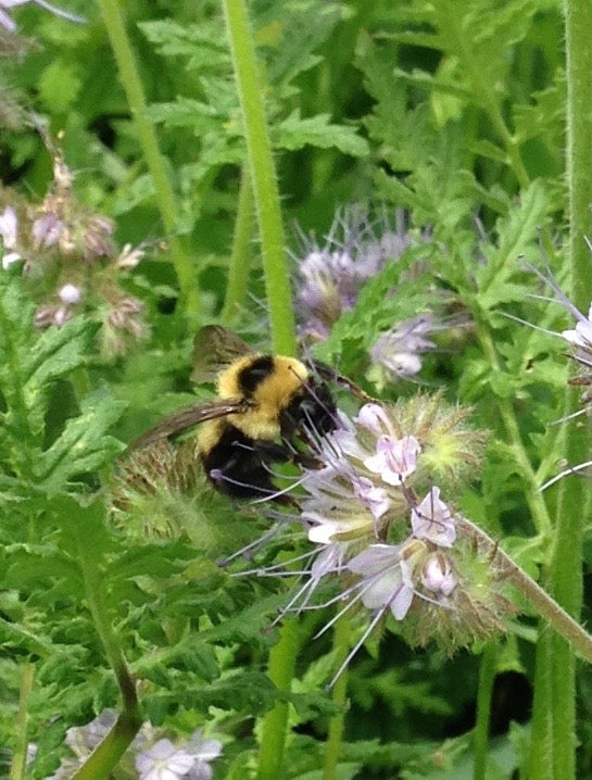 Pest control in hops: beneficial insects