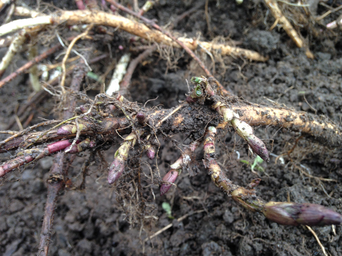 Hops Rhizomes available for pre-orders!