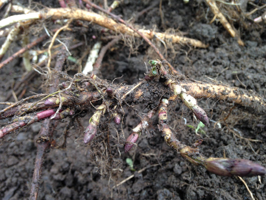 Hops Rhizomes available for pre-orders!