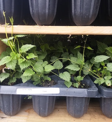 Hops Rhizomes and Plants available for Pre-Order