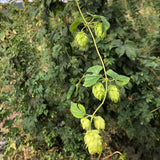 Seasonal Ales
